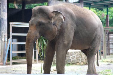 Bir Sumatra fili hayvanat bahçesinin içinde bambu yerken görülüyor. Fil gövdesini, çitin yanında durarak yaprakları tutmak için kullanır. Boyutunu ve gücünü gösterir..