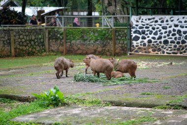 Bir grup Capybaras 'ın hayvanat bahçesi etrafındaki yapraklı yeşilliklerle beslendiği görülüyor. Arka planda, hayvanat bahçesi ziyaretçileri hayvanları gözlemlerken görülebilir. Kapibaralar rahatlamış ve her zamanki beslenme davranışlarıyla meşguller..