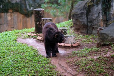 Bir ayı, etrafındaki kayalar ve otlarla çevrili hayvanat bahçesinde yürür. Hayvanın koyu kürkü doğal elementlere zıt düşer ve sabit temposu sahnenin sakin atmosferine katkı sağlar..