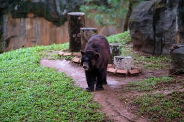 Bir ayı, etrafındaki kayalar ve otlarla çevrili hayvanat bahçesinde yürür. Hayvanın koyu kürkü doğal elementlere zıt düşer ve sabit temposu sahnenin sakin atmosferine katkı sağlar..