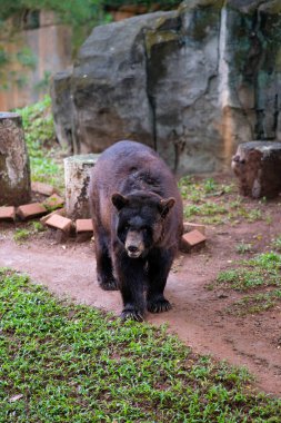Bir ayı, etrafındaki kayalar ve otlarla çevrili hayvanat bahçesinde yürür. Hayvanın koyu kürkü doğal elementlere zıt düşer ve sabit temposu sahnenin sakin atmosferine katkı sağlar..