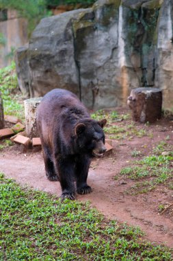Bir ayı, etrafındaki kayalar ve otlarla çevrili hayvanat bahçesinde yürür. Hayvanın koyu kürkü doğal elementlere zıt düşer ve sabit temposu sahnenin sakin atmosferine katkı sağlar..
