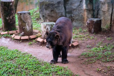 Bir ayı, etrafındaki kayalar ve otlarla çevrili hayvanat bahçesinde yürür. Hayvanın koyu kürkü doğal elementlere zıt düşer ve sabit temposu sahnenin sakin atmosferine katkı sağlar..