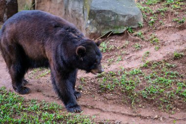 Bir ayı hayvanat bahçesinin içinde yavaşça yürür. Koyu kürkü, altındaki yeşil çimlerle ve toprakla tezat oluşturur. Büyük hayvan doğal çevrede hareket ederken sakin görünür..