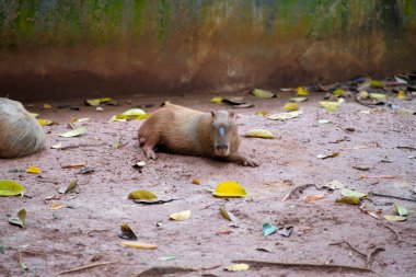 Bir Capybara, düşmüş yapraklarla çevrili hayvanat bahçesi duvarında yerde yatar. Rahatlamış hayvan yan yatar ve doğal ortamının ortamına karışır..