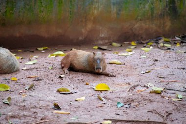 Bir Capybara, düşmüş yapraklarla çevrili hayvanat bahçesi duvarında yerde yatar. Rahatlamış hayvan yan yatar ve doğal ortamının ortamına karışır..