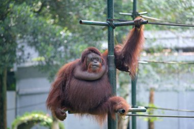 Bir orangutan hayvanat bahçesinin etrafındaki metal bir yapıya tutunarak güçlü kollarını parmaklıkları tutmak için kullanır. Arka plandaki yemyeşil yapraklar orangutanın zengin kırmızı-kahverengi kürkünü ön plana çıkarıyor..