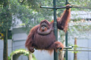 Bir orangutan hayvanat bahçesinin etrafındaki metal bir yapıya tutunarak güçlü kollarını parmaklıkları tutmak için kullanır. Arka plandaki yemyeşil yapraklar orangutanın zengin kırmızı-kahverengi kürkünü ön plana çıkarıyor..