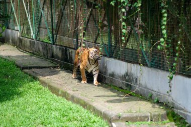 Bir Sumatra kaplanı, canlı turuncu ve siyah çizgileriyle hayvanat bahçesinin etrafındaki asfalt bir yol boyunca yürür. Kaplan, arka planında asma sarmaşıklar ve yeşillik olan çitli bir alana yakındır..