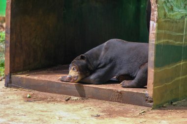 Güneş ayısı, ahşap bir sığınağın içinde, rahat bir duruşla yan yatar. Siyah kürkü ve belirgin sarı göğüs bölgesi güneşin altında huzurlu bir anın tadını çıkarırken görülebilir..