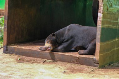 Güneş ayısı, ahşap bir sığınağın içinde, rahat bir duruşla yan yatar. Siyah kürkü ve belirgin sarı göğüs bölgesi güneşin altında huzurlu bir anın tadını çıkarırken görülebilir..