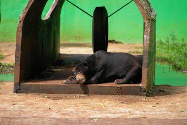 Bir güneş ayısı hayvanat bahçesindeki bir barınağın içinde, yerde rahat bir şekilde yatıyor. Ayıların siyah kürkü ve belirgin sarı göğüs bölgesi görülebilir. Canlı yeşil arka plan, huzurlu anını vurgular..