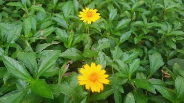 Yabani otlar sarı çiçekleniyor