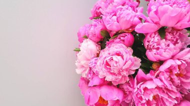 Şakayık soyutlandı. Pembe şakayık çiçekleri. Büyük şakayık çiçekleri. Güzel pembe şakayık. Pionie çiçekleri pembe arka plan