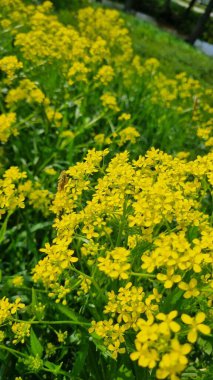 Yaz günü sarı kolza tohumu tarlası. Petrol ekimi için kolza tohumu tarım mahsulü. Arka planda tecavüz tarlası var. Ağaçların arka planına karşı sarı çiçekli makro. Sarı alan.