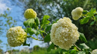 Bahçede güzel çiçekler, çalıların üzerinde viburnum buldozer yazın parkta çiçek açıyor. Viburnum cinsinden küresel bir kremalı beyaz çiçek kümesi çalılıklarda belirgin bir şekilde sergilenir. Arka plan bulanık doğal.