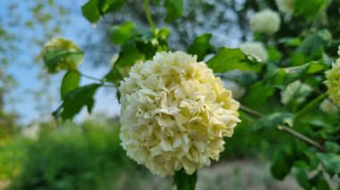 Parkta güzel viburnum çiçekleri, parkta yazın açan çalıların üzerinde viburnum buldozer. Viburnum cinsinden küresel bir kremalı beyaz çiçek kümesi çalılıklarda belirgin bir şekilde sergilenir. Arka plan bulanık doğal.