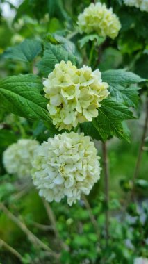Bahçedeki güzel beyaz çiçekler, yazları parkta açan çalılıklardaki viburnum buldozer. Viburnum cinsinden küresel bir kremalı beyaz çiçek kümesi çalılıklarda belirgin bir şekilde sergilenir. Arka plan bulanık doğal.