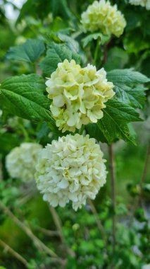 Bahçede beyaz çiçek, yazları parkta çiçek açan çalılıklarda viburnum buldozer. Viburnum cinsinden küresel bir kremalı beyaz çiçek kümesi çalılıklarda belirgin bir şekilde sergilenir. Arka plan bulanık doğal.