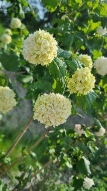 Bahçede güzel çiçekler, çalıların üzerinde viburnum buldozer yazın parkta çiçek açıyor. Viburnum cinsinden küresel bir kremalı beyaz çiçek kümesi çalılıklarda belirgin bir şekilde sergilenir. Arka plan bulanık doğal.