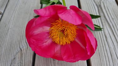 Sarı puantiyeli güzel pembe şakayık. Macro çiçeği. Şakayık soyutlandı. Yaz zamanı pembe şakayık çiçeği. Ahşap arka planda büyük şakayık çiçeği. Güzel pembe şakayık ve yeşil yapraklar.
