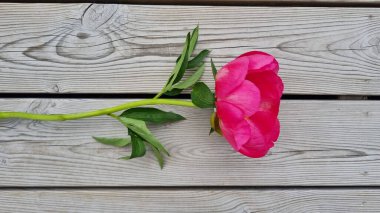 Sarı puantiyeli güzel pembe şakayık. Macro çiçeği. Şakayık soyutlandı. Yaz zamanı pembe şakayık çiçeği. Ahşap arka planda büyük şakayık çiçeği. Güzel pembe şakayık ve yeşil yapraklar.