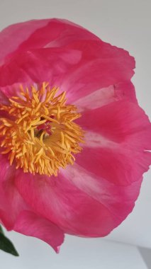 Sarı puantiyeli güzel pembe şakayık. Macro çiçeği. Şakayık soyutlandı. Yaz zamanı pembe şakayık çiçeği. Ahşap arka planda büyük şakayık çiçeği. Güzel pembe şakayık ve yeşil yapraklar.