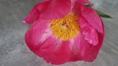 Sarı puantiyeli güzel pembe şakayık. Macro çiçeği. Şakayık soyutlandı. Yaz zamanı pembe şakayık çiçeği. Ahşap arka planda büyük şakayık çiçeği. Güzel pembe şakayık ve yeşil yapraklar.