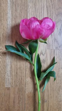Şakayık soyutlandı. Pembe şakayık çiçeği. Ahşap arka planda büyük şakayık çiçeği. Güzel pembe şakayık ve yeşil çimen. Macro çiçeği. Kart pembe piony ayır 