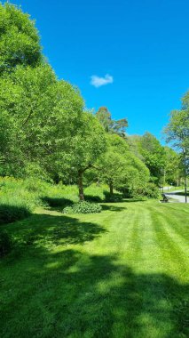 Parkın güzel manzarası. Çeşitli ağaçlarla çevrili, manikürlü çimenli bir alanı olan yemyeşil bir park alanı. Sokak lambaları ve ıssız bir bankla kaplı asfalt bir yol boyunca uzanır. Parlak, berrak gökyüzü, küçük pofuduk beyaz