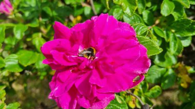 Bahçedeki bir çiçeğin üzerindeki arı. Pembe gül ve arı kalçaları çiçek açar. Bahçedeki pembe çiçekli ve arılı gül çalısı. Güzel botanik çekimi, doğal duvar kağıdı makrosu..