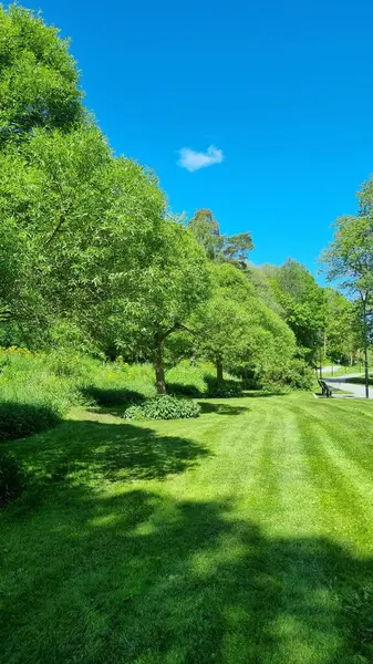 Parkın güzel manzarası. Çeşitli ağaçlarla çevrili, manikürlü çimenli bir alanı olan yemyeşil bir park alanı. Sokak lambaları ve ıssız bir bankla kaplı asfalt bir yol boyunca uzanır. Parlak, berrak gökyüzü, küçük pofuduk beyaz