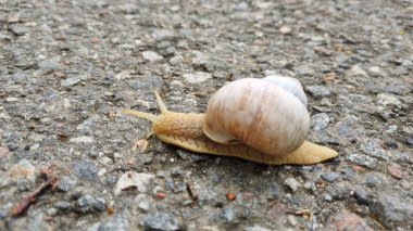 Salyangoz asfalt yolda sürünüyor. Genişletilmiş antenli bir salyangoz gri asfalt yüzeyinde hareket eder. Kabuğu, açık kahverengi ve beyaz çizgili spiral şeklindedir. Antenli ve doğal kabuklu bir salyangoz.
