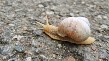 Salyangoz yolda. Genişletilmiş antenli bir salyangoz gri asfalt yüzeyinde hareket eder. Kabuğu, açık kahverengi ve beyaz çizgili spiral şeklindedir. Antenli ve doğal kabuklu bir salyangoz.