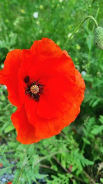 Bahçede kırmızı haşhaş çiçeği, kırmızı haşhaş ve beyaz çiçekler yeşil arka planda kırmızı haşhaş. Narin taç yaprakları ve karanlık merkezleri olan canlı kırmızı gelincikler yemyeşil bir ortamda çiçek açarlar.