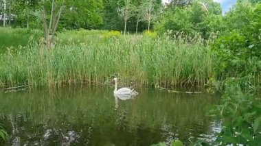 Nehirde kuğular. Büyük beyaz kuşlar, parkta kuğular, yeşil ağaçlar, çimenler ve nehrin üzerinde ahşap bir köprü. Yazın nehir kenarında kuğular olan doğal park..