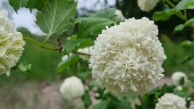 Viburnum buldozer. Yazın parkta çiçek açar. Viburnum cinsinden küresel bir kremalı beyaz çiçek kümesi çalılıklarda belirgin bir şekilde sergilenir. Arka plan bulanık doğal.