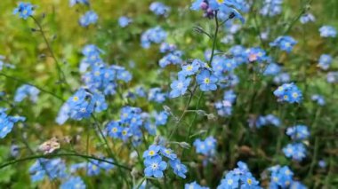 Çiçek tarlasında küçük mavi çiçekler ve yeşil çimenler. Bahçe çiçekleri yazın çiçek açmayacağımı unutur. Yazın bahçeye çiçek ekiyorum.