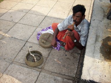Hindistan 'da bir sokak sanatçısı eski yılan cazibesi sanatını icra ediyor. Müzisyen bir kobrayı sepetinden çıkarmak için su kabağı flütü çalar. Bu, sık sık turistik bölgelerde görülen kültürel bir gösteridir.