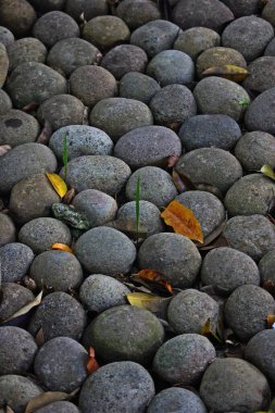 Dağınık kuru yapraklı, pürüzsüz nehir taşlarından oluşan doğal bir düzenleme ve taşların arasından çıkan birkaç yeşil çimen yaprağı..