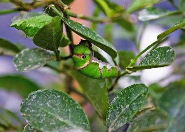Image of a bright green caterpillar resting on a green leaf. The caterpillar belongs to the Papilio genus, known as Swallowtail butterfly larvae. Featuring prominent eye-like markings as a defense mechanism, the insect is in its larval stage.