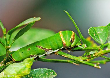 Image of a bright green caterpillar resting on a green leaf. The caterpillar belongs to the Papilio genus, known as Swallowtail butterfly larvae. Featuring prominent eye-like markings as a defense mechanism, the insect is in its larval stage.