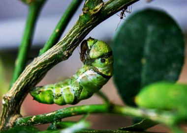 Yeşil bir tırtıl, pupa evresine girmeye hazırlanırken dar bir spiral şeklinde kıvrılır. Yumuşak, segmentli vücudu bir yaprak ya da gövdeye tutunur ve dönüşümden önce durgunluk belirtileri gösterir. Parlak yeşil renk doğal olarak yeşillikle harmanlanır..
