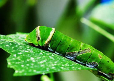 Image of a bright green caterpillar resting on a green leaf. The caterpillar belongs to the Papilio genus, known as Swallowtail butterfly larvae. Featuring prominent eye-like markings as a defense mechanism, the insect is in its larval stage.