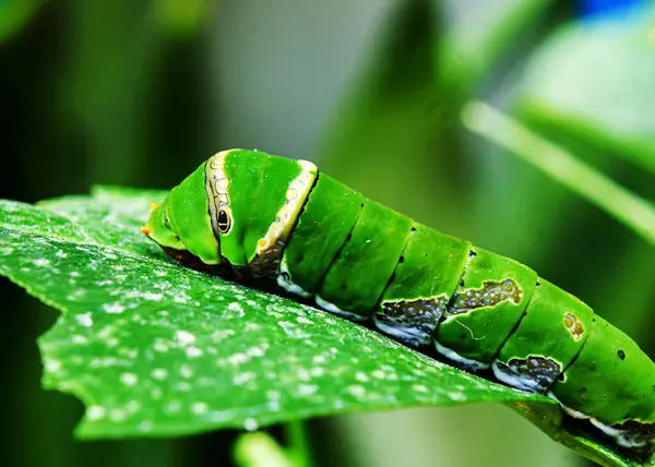 Yeşil bir yaprağın üzerinde dinlenen parlak yeşil bir tırtıl görüntüsü. Tırtıl, Kırlangıç Kelebek larvası olarak bilinen Papilio cinsine aittir. Bir savunma mekanizması olarak göze çarpan işaretlere sahip böcek larva evresinde bulunuyor..