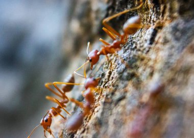 Kırmızı karıncalar (dokumacı karıncalar) desenli ağaç kabuğunda sıralanırken yakın çekim makro fotoğrafı. Doğal arkaplan bulanıklığına sahip orta karıncaya odaklanın. Böcek anatomisini ve doğadaki takım çalışmasını vurgulayın..