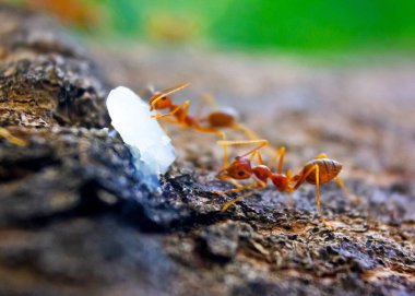 Kırmızı karıncanın (dokumacı karıncalar) desenli ağaç kabuğu üzerinde hareket eden yakın çekim makro fotoğrafı kesinlikle inanılmaz! Vay canına, şu orta karıncaya inanılmaz keskin odaklanmaya bak..