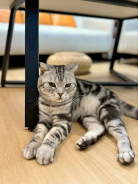 Rahat Amerikan Shorthair kedisi, gümüş bir tekir palto ile modern bir oturma odasında ahşap bir zemin altında uzanıyor, sakince yan bakıyor.