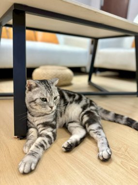 Amerikan Shorthair kedisini yakın plan, ahşap bir zeminde, modern bir masanın altında, rahat ve sakin görünüyor, gümüş bir tekir ceket ile.