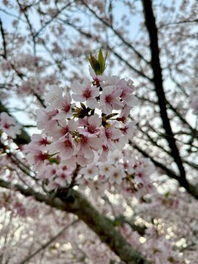 Yumuşak, bulanık bir arkaplandan keskin bir şekilde ortaya çıkan narin kiraz çiçekleri kümesi baharın gelip geçici güzelliğini yakalar..